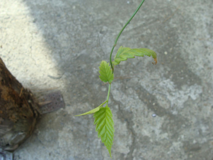Kerrya japonica