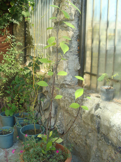 Soulangea grandiflora