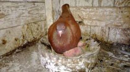 90348967_XBBUPQC3 - Porumbei Texani