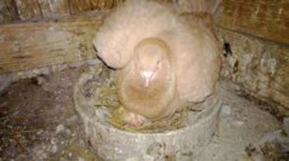 90348971_KNEEPOG - Porumbei Texani