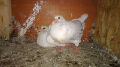 90348985_CIMBCEB - Porumbei Texani
