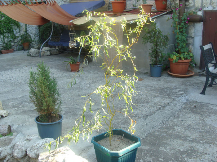 Salix tortuosa
