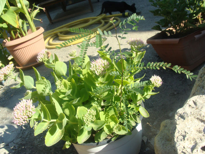 Sedum