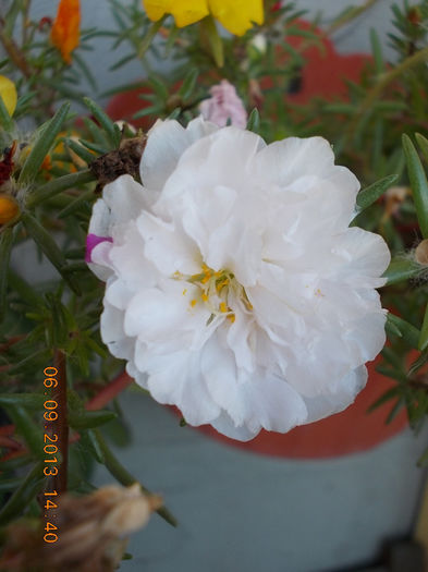 12 septembrie 2013-flori 001