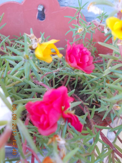 12 septembrie 2013-flori 002