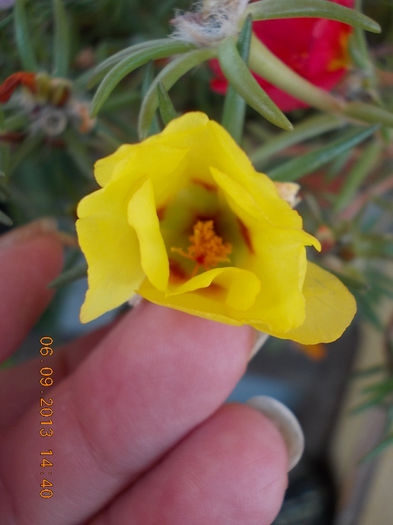12 septembrie 2013-flori 003