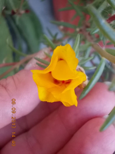 12 septembrie 2013-flori 004