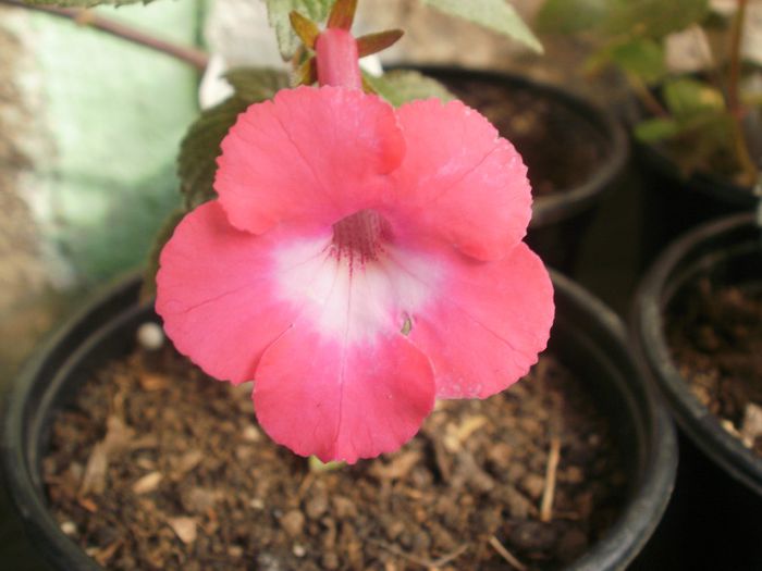 `Rosy frost` - Achimenes and co