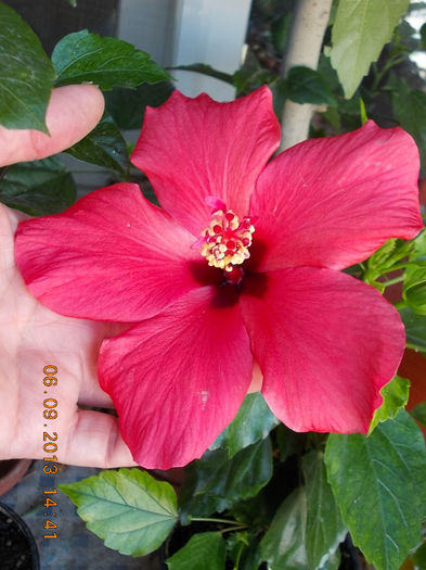 12 septembrie 2013-flori 012 - hibiscus -1