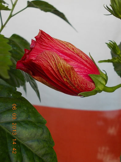 12 septembrie 2013-flori 014 - hibiscus -1