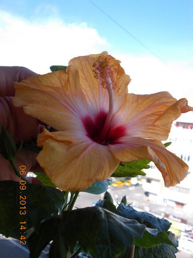 12 septembrie 2013-flori 018