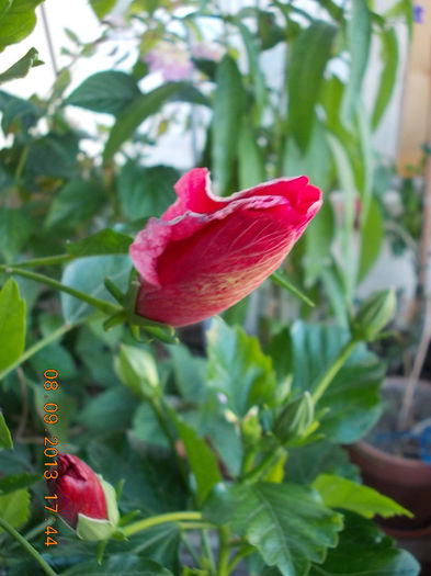 12 septembrie 2013-flori 041
