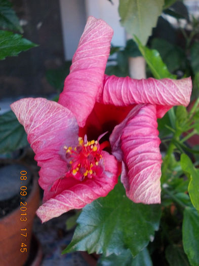 12 septembrie 2013-flori 043