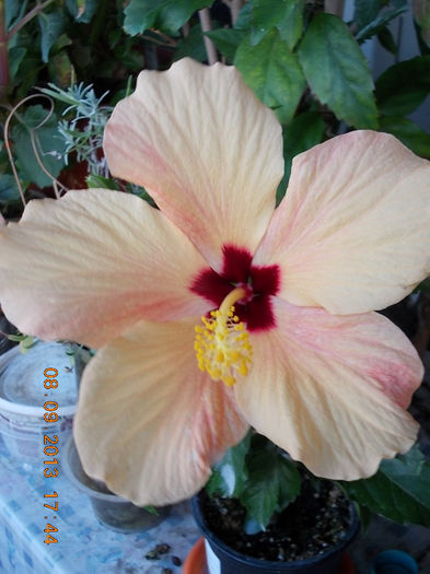 12 septembrie 2013-flori 036