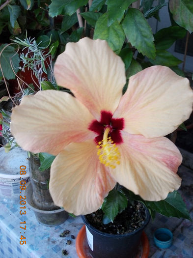 12 septembrie 2013-flori 045 - hibiscus -1