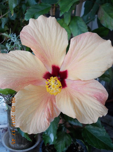 12 septembrie 2013-flori 046