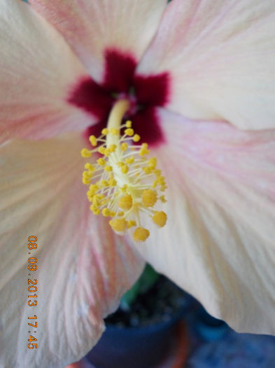 12 septembrie 2013-flori 049 - hibiscus -1