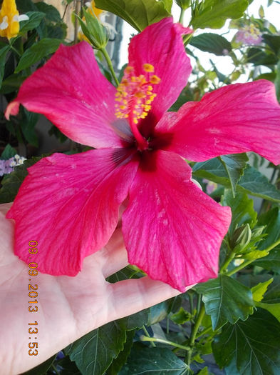 12 septembrie 2013-flori 070