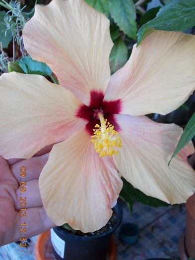 12 septembrie 2013-flori 071 - hibiscus -1