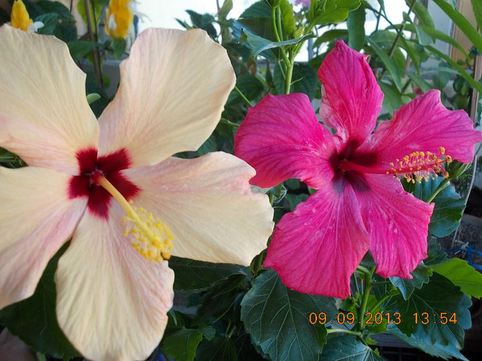 12 septembrie 2013-flori 074 - hibiscus -1