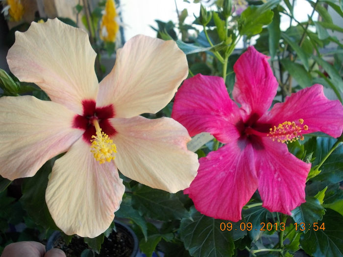 12 septembrie 2013-flori 076 - hibiscus -1