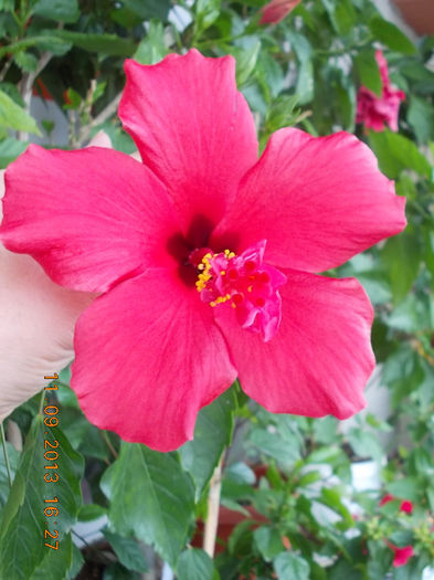 12 septembrie 2013-flori 115
