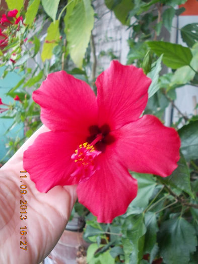12 septembrie 2013-flori 118 - hibiscus -1