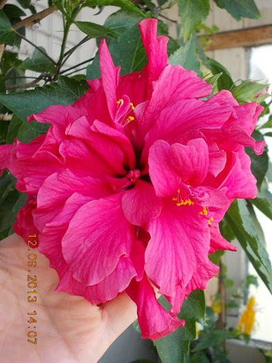 12 septembrie 2013-flori 179 - hibiscus -1
