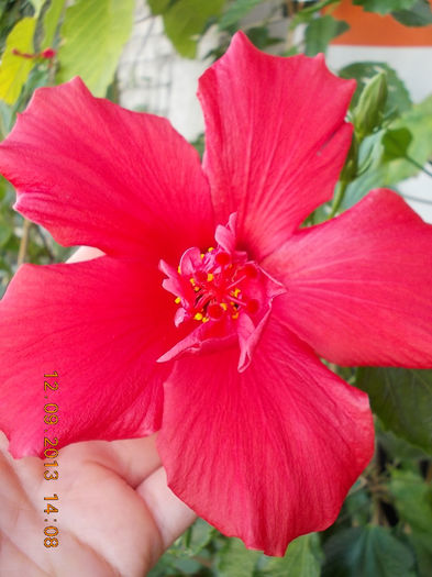12 septembrie 2013-flori 187 - hibiscus -1