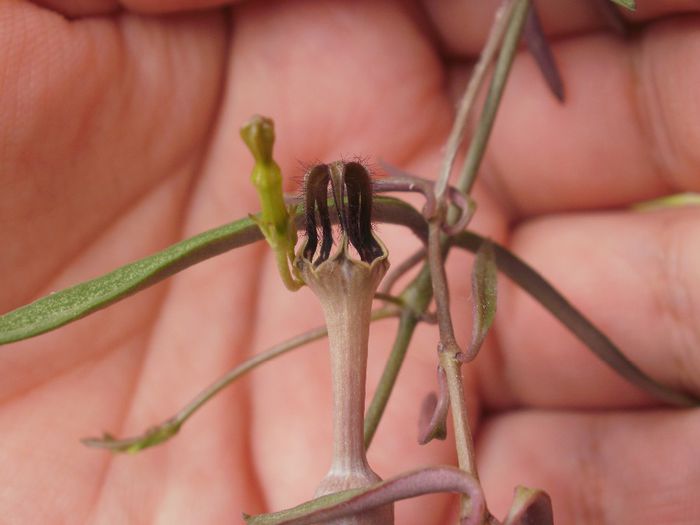 Ceropegia linearis subsp. debilis