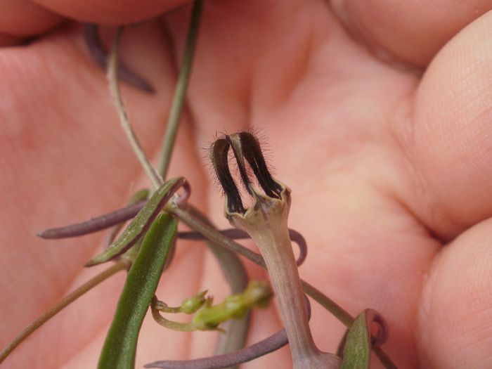 Ceropegia linearis subsp. debilis
