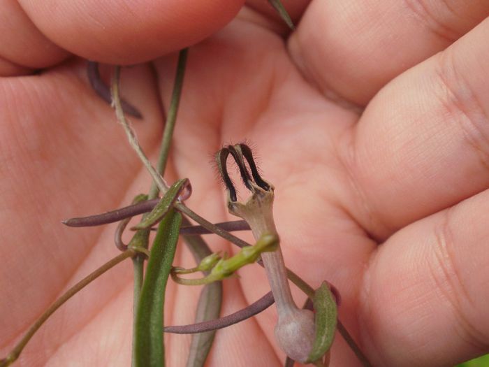 Ceropegia linearis subsp. debilis