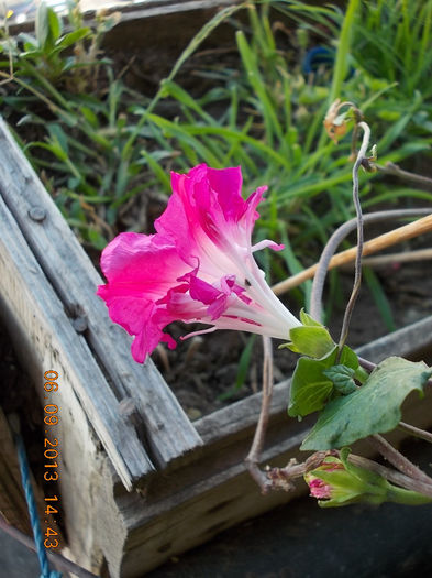 12 septembrie 2013-flori 019 - septembrie 2013