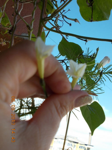 12 septembrie 2013-flori 024