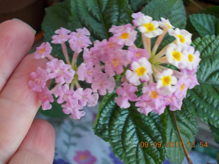 12 septembrie 2013-flori 077