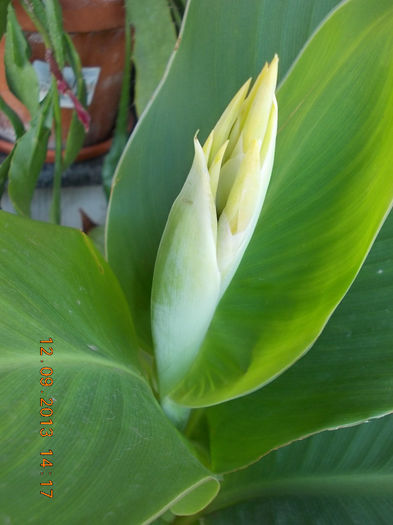 12 septembrie 2013-flori 199 - canna indica