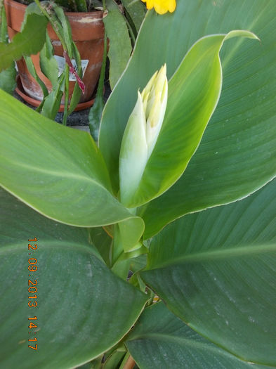 12 septembrie 2013-flori 201 - canna indica