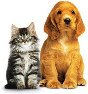 kitten-and-puppy - poze