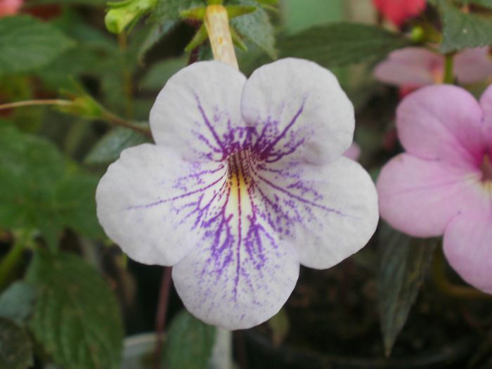 `Ambroise Vershaffelt`