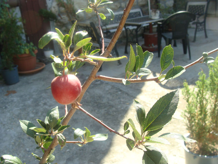 Malus floribunda