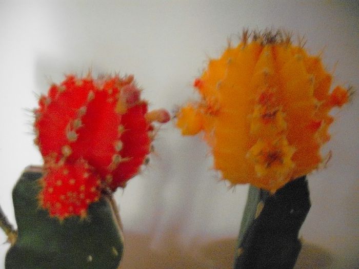 Picture 979 - Cactusi Altoiti