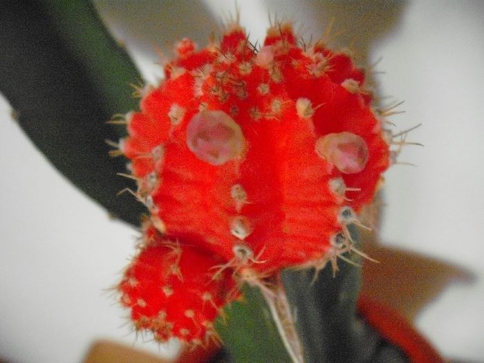 Picture 974 - Cactusi Altoiti
