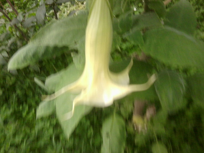 Fotografie7255 - brugmansii si daturi 2013