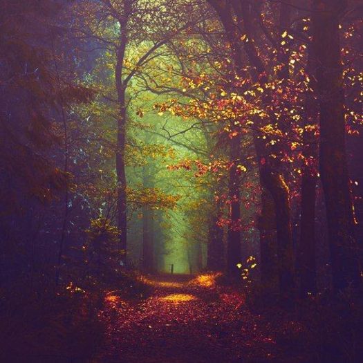 autumn-beauty-forest-nature-Favim.com-863445