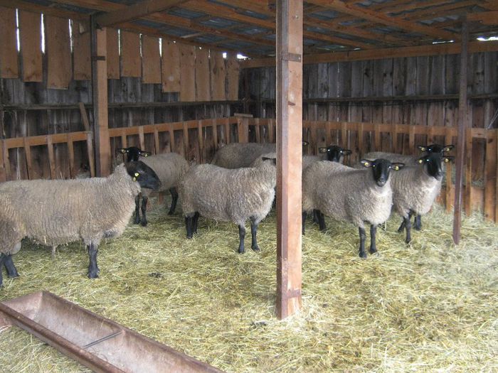 de vanzare 7 oi si un berbec suffolk