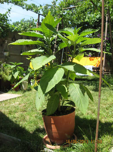 Br. nr 1 din ghiveci. - 3 BRUGMANSIA