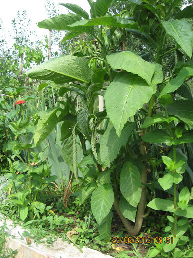 Br. nr 1 din gradina. - 3 BRUGMANSIA