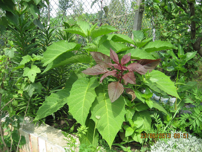 Br. nr. 2 din gradina. - 3 BRUGMANSIA