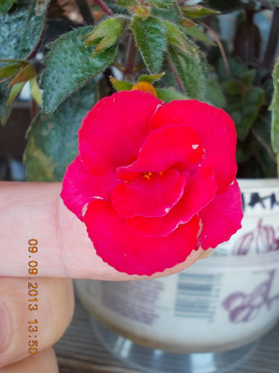 achi stan's delight - achimenes
