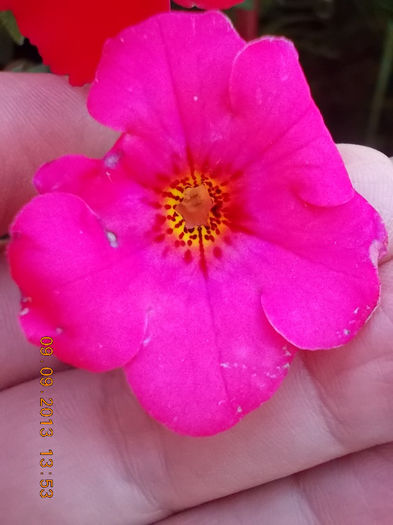 aceeasi culoare, detalii diferite - achimenes